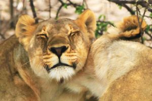 Löwen Chobe Nationalpark ©HorstReitz