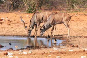 Ethosha NP, Namibia ©Horst Reitz