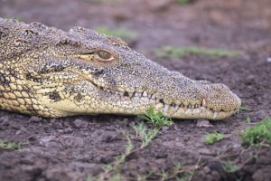 Bootssafari Chobe Nationalpark ©HorstReitz