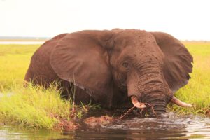 Bootssafari Chobe Nationalpark ©HorstReitz