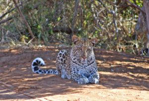 Loepard Chobe Game Drive NP ©HorstReitz