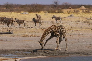 Ethosha NP, Namibia ©Horst Reitz