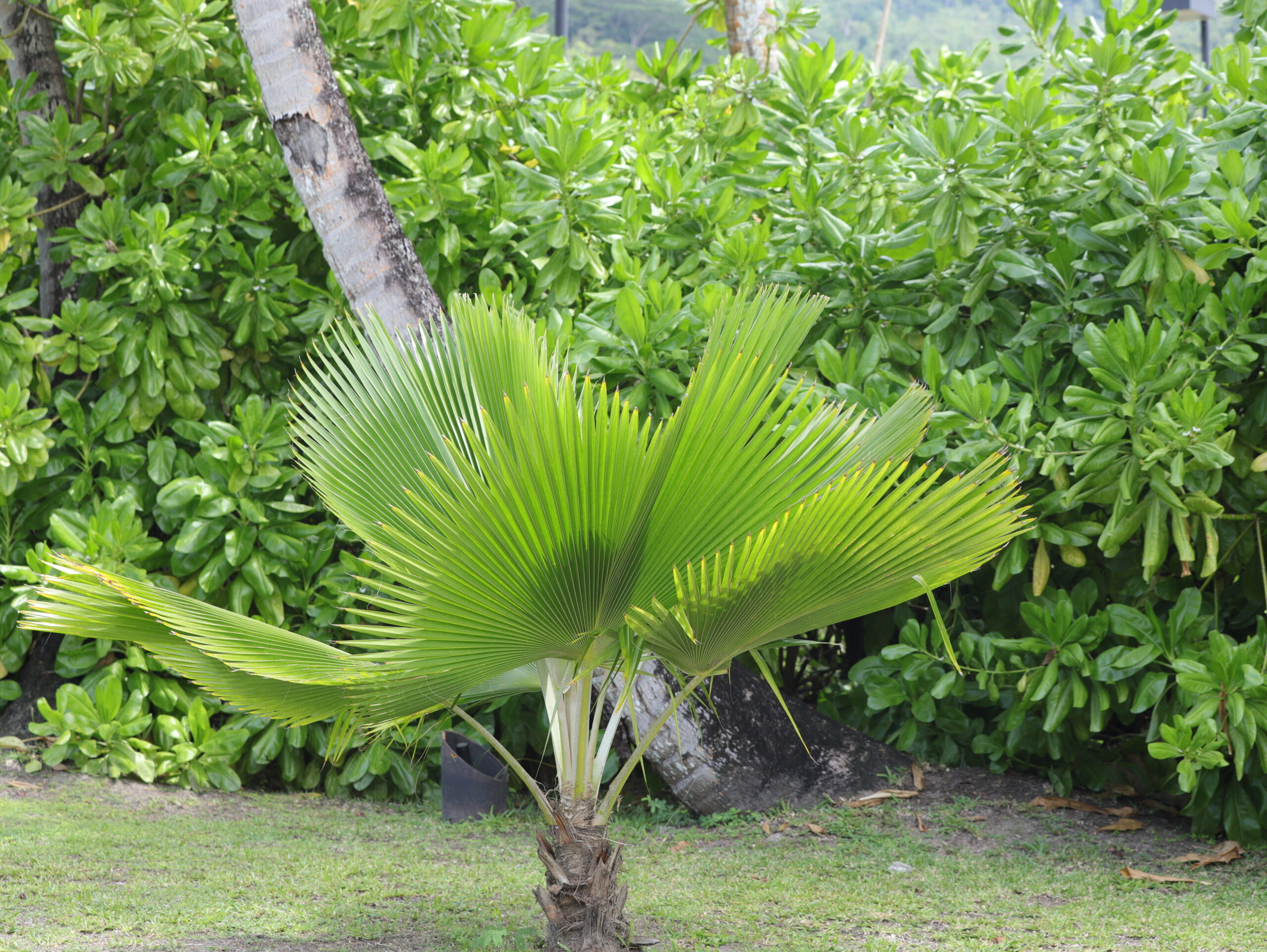 Seychellen ©HorstReitz